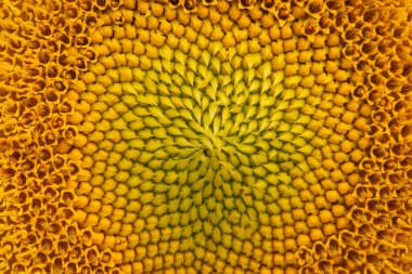 Ayçiçeği yaklaş. Bir ayçiçeğinin merkezi.