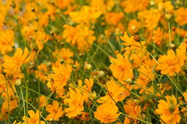 Çayırdaki sarı çiçekler doğal yaz arkaplanı