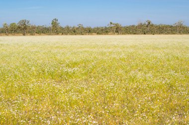 Yeşil Sarı çayır