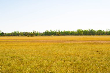 Yeşil Sarı çayır