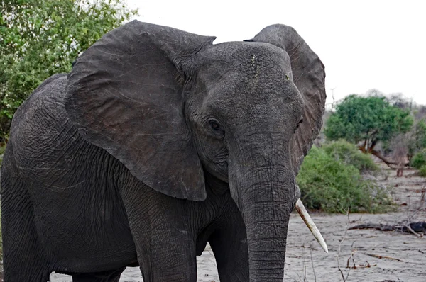 Elefante, África Central — Fotografia de Stock