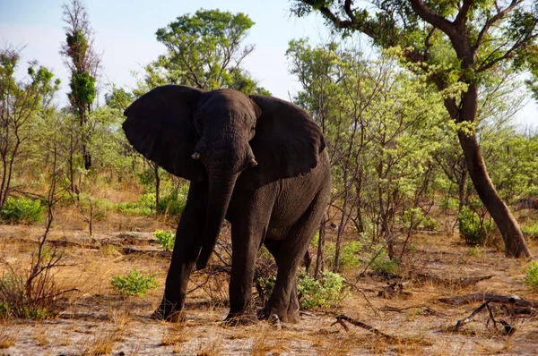 Elefante, África Central — Fotografia de Stock