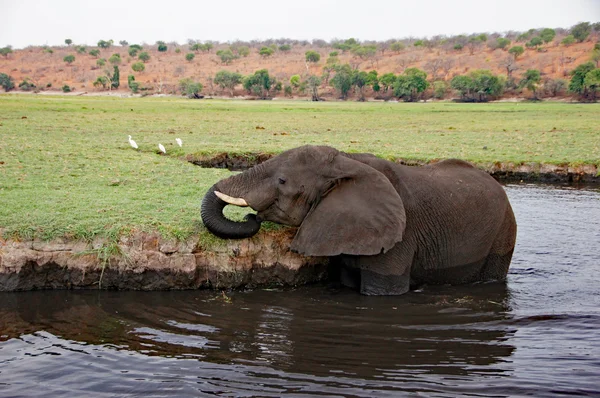 、中央アフリカの象 — ストック写真