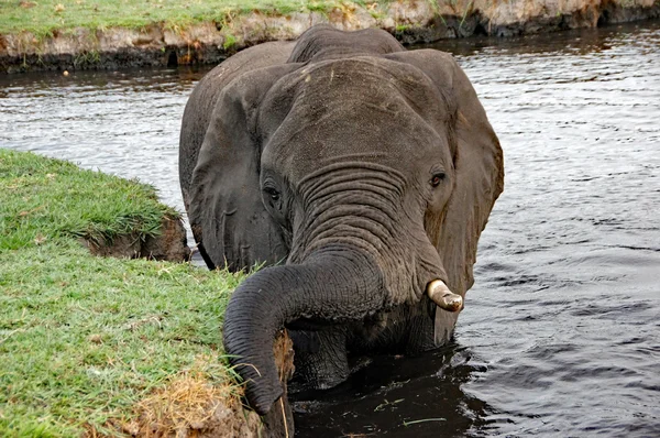 Elefante, África Central — Fotografia de Stock