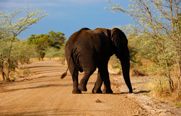 Elefante, África Central — Fotografia de Stock