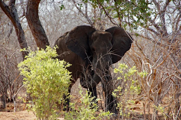 Elefante, África Central — Fotografia de Stock