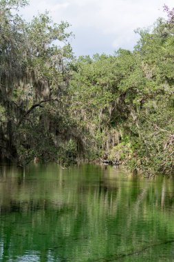 Batı Hint deniz ayısı, mavi Bahar, Florida, ABD