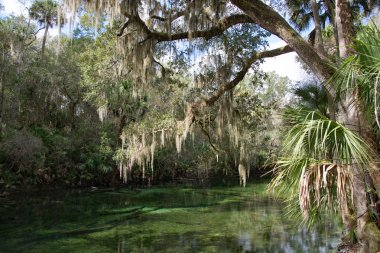 Batı Hint deniz ayısı, mavi Bahar, Florida, ABD