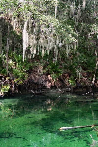 Manatí de las Indias Occidentales, Blue Spring, Florida, EE.UU. —  Fotos de Stock