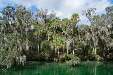 Batı Hint deniz ayısı, mavi Bahar, Florida, ABD