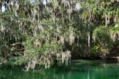 Batı Hint deniz ayısı, mavi Bahar, Florida, ABD