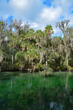 Batı Hint deniz ayısı, mavi Bahar, Florida, ABD