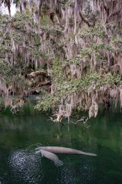 Batı Hint deniz ayısı, mavi Bahar, Florida, ABD