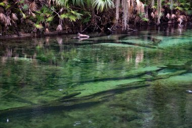 Batı Hint deniz ayısı, mavi Bahar, Florida, ABD