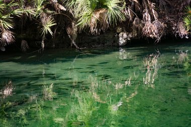 Batı Hint deniz ayısı, mavi Bahar, Florida, ABD