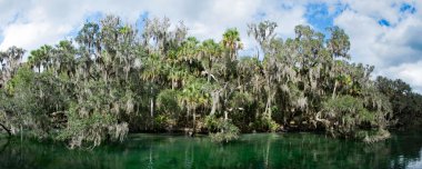 Batı Hint deniz ayısı, mavi Bahar, Florida, ABD
