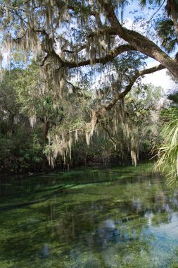 Batı Hint deniz ayısı, mavi Bahar, Florida, ABD