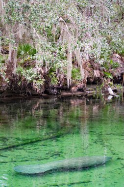 Batı Hint deniz ayısı, mavi Bahar, Florida, ABD