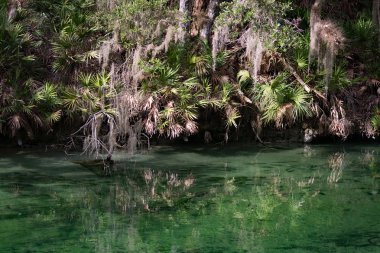 Batı Hint deniz ayısı, mavi Bahar, Florida, ABD