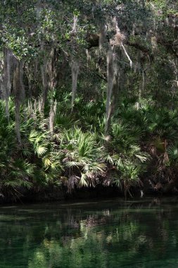 Batı Hint deniz ayısı, mavi Bahar, Florida, ABD