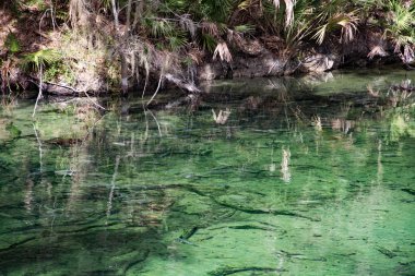 Batı Hint deniz ayısı, mavi Bahar, Florida, ABD