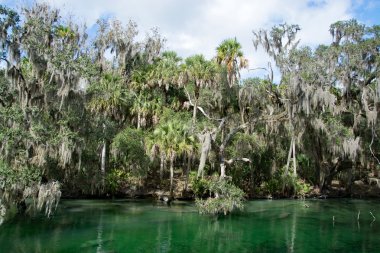 Batı Hint deniz ayısı, mavi Bahar, Florida, ABD