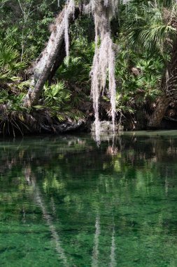 Batı Hint deniz ayısı, mavi Bahar, Florida, ABD