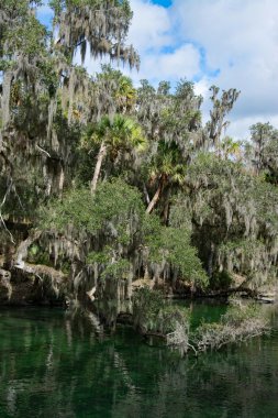 Batı Hint deniz ayısı, mavi Bahar, Florida, ABD