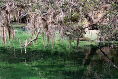 Batı Hint deniz ayısı, mavi Bahar, Florida, ABD