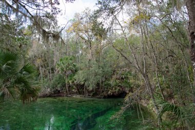 Batı Hint deniz ayısı, mavi Bahar, Florida, ABD