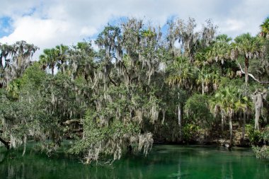 Batı Hint deniz ayısı, mavi Bahar, Florida, ABD