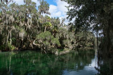Batı Hint deniz ayısı, mavi Bahar, Florida, ABD