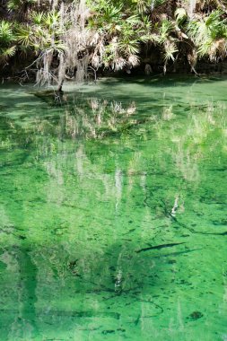 Batı Hint deniz ayısı, mavi Bahar, Florida, ABD