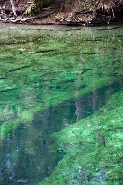 Batı Hint deniz ayısı, mavi Bahar, Florida, ABD