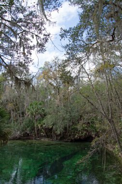 Batı Hint deniz ayısı, mavi Bahar, Florida, ABD