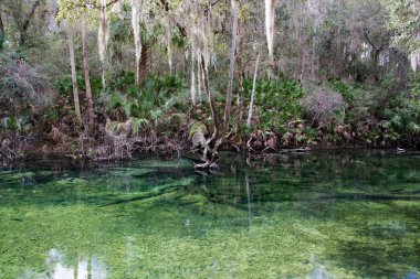 Batı Hint deniz ayısı, mavi Bahar, Florida, ABD
