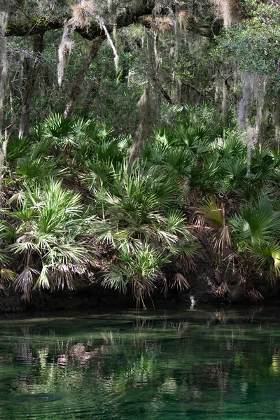 Manatí de las Indias Occidentales, Blue Spring, Florida, EE.UU. — Foto de Stock