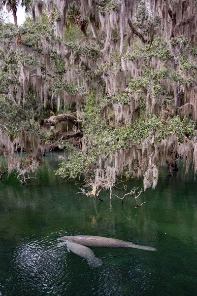 Batı Hint deniz ayısı, mavi Bahar, Florida, ABD