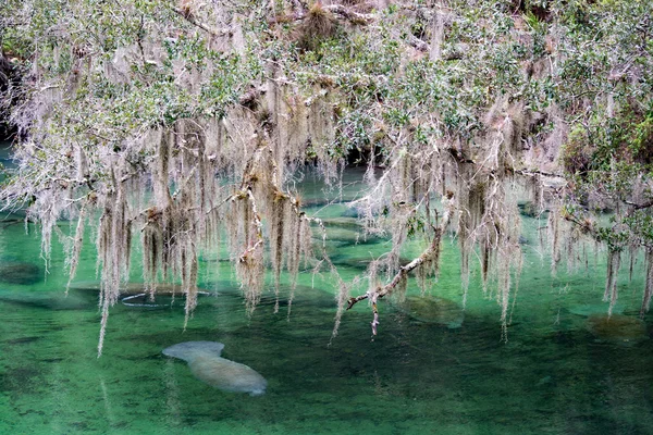 Batı Hint deniz ayısı, mavi Bahar, Florida, ABD