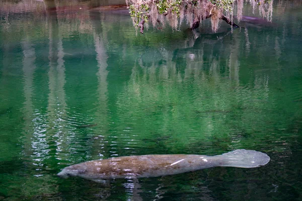 Batı Hint deniz ayısı, mavi Bahar, Florida, ABD