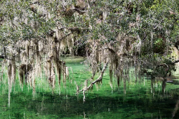 West Indian Manatee, Blue Spring, Florida, Amerika Serikat — Stok Foto