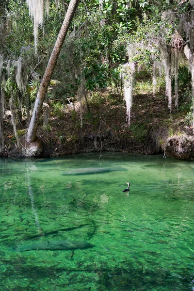 Manatí de las Indias Occidentales, Blue Spring, Florida, EE.UU. — Foto de Stock