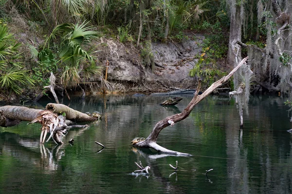 West Indian Manatee, Blue Spring, Florida, Amerika Serikat — Stok Foto