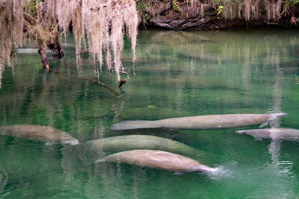 Manatí de las Indias Occidentales, Blue Spring, Florida, EE.UU. — Foto de Stock