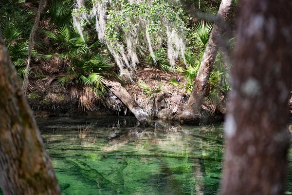 Manatí de las Indias Occidentales, Blue Spring, Florida, EE.UU. — Foto de Stock