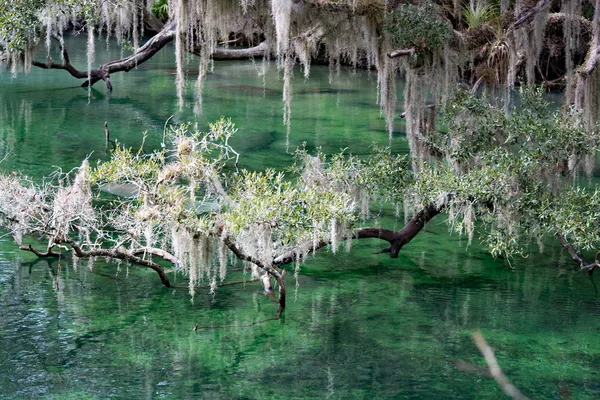 Manatí de las Indias Occidentales, Blue Spring, Florida, EE.UU. — Foto de Stock