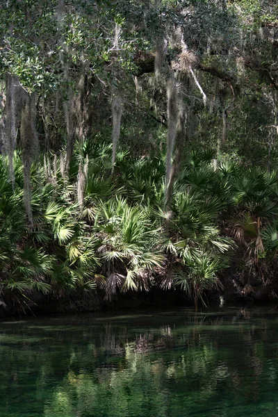Batı Hint deniz ayısı, mavi Bahar, Florida, ABD