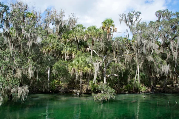 Batı Hint deniz ayısı, mavi Bahar, Florida, ABD