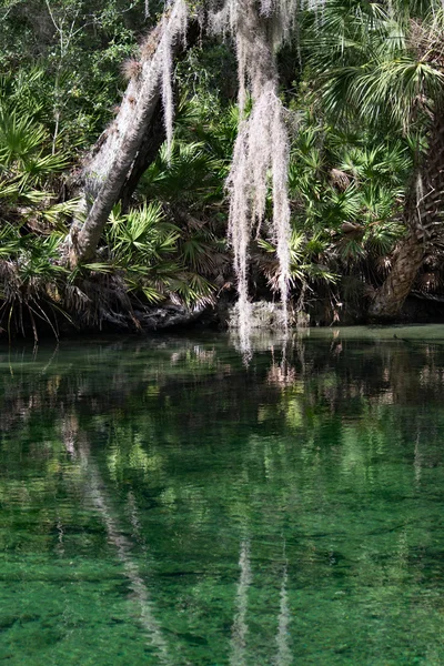 Batı Hint deniz ayısı, mavi Bahar, Florida, ABD