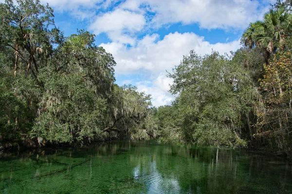 Manatí de las Indias Occidentales, Blue Spring, Florida, EE.UU. —  Fotos de Stock